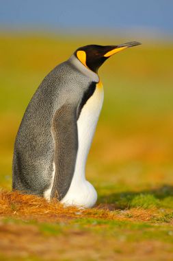 Otların arasında oturan Kral penguen 