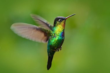 Fiery-throated Hummingbird in fly clipart