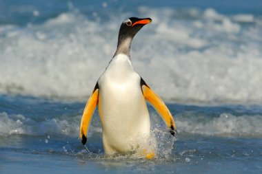 Gentoo penguen atlar dışarı su 