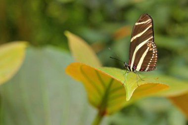 Beautiful butterfly Zebra Longwing clipart