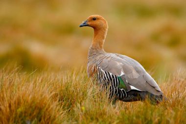 Esmer su yosunu kaz, Falkland Adaları