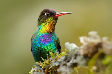 Fiery-throated Hummingbird colour bird clipart