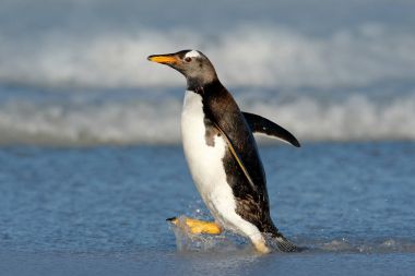 Running Penguin in the ocean water clipart