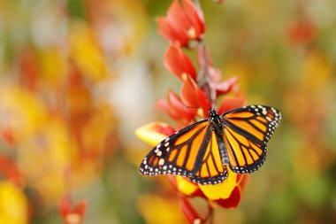 Monarch butterfly in nature habitat clipart