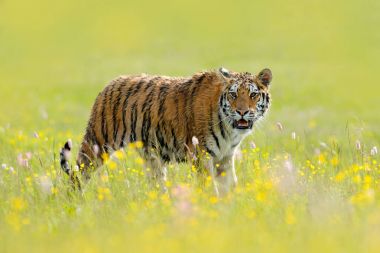 Pembe ve sarı çiçek kaplan