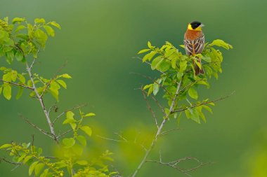 Kara başlı kiraz kuşu songbird Habitat
