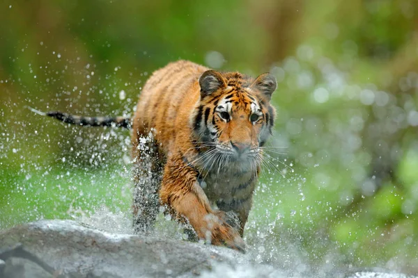 Tigre com água do rio respingo — Fotografia de Stock