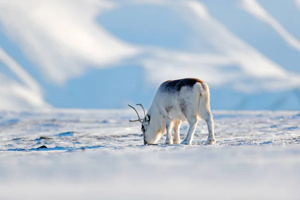 Дикий олень с массивными рогами в снегу — стоковое фото
