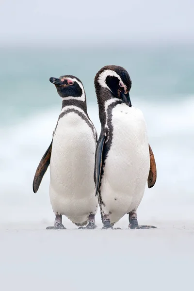 Магеллановые пингвины в естественной среде обитания — стоковое фото