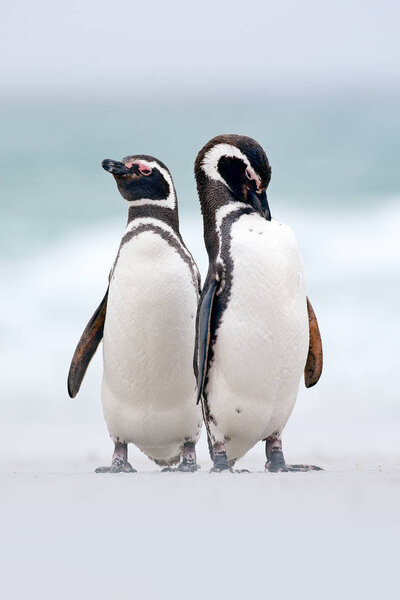 Magellanic penguins in the nature habitat