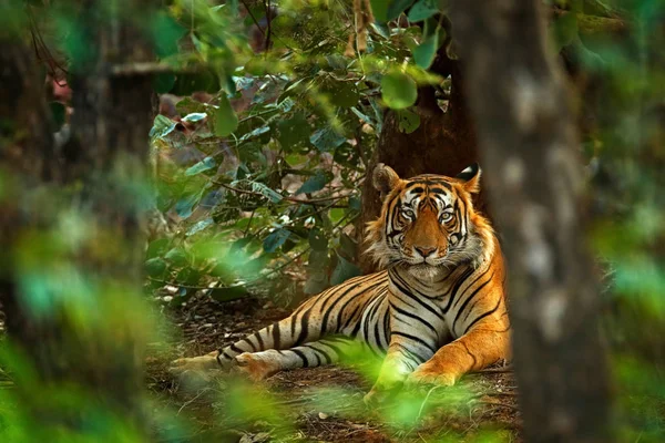 Indiano tigre macho com primeira chuva — Fotografia de Stock