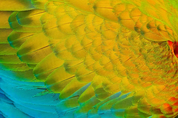 オウムの翼羽 — ストック写真