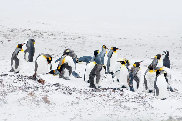 Gruppo di pinguini re nella neve — Foto Stock