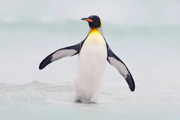 Grote koning pinguïn springt uit het water — Stockfoto