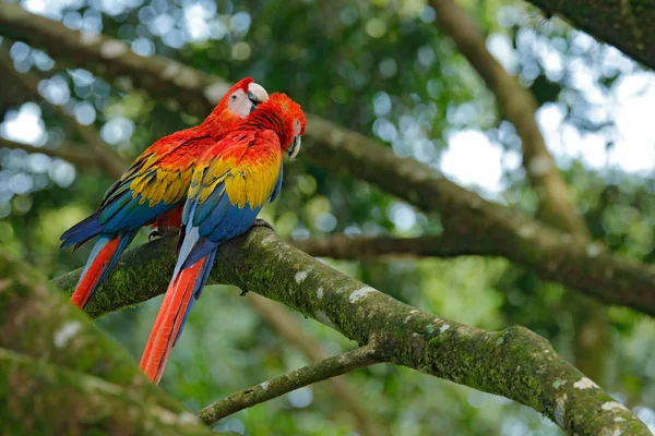 Прекрасные попугаи на ветвях деревьев — стоковое фото