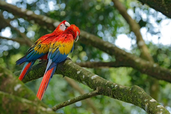 Hermosos loros en rama de árbol — Foto de Stock