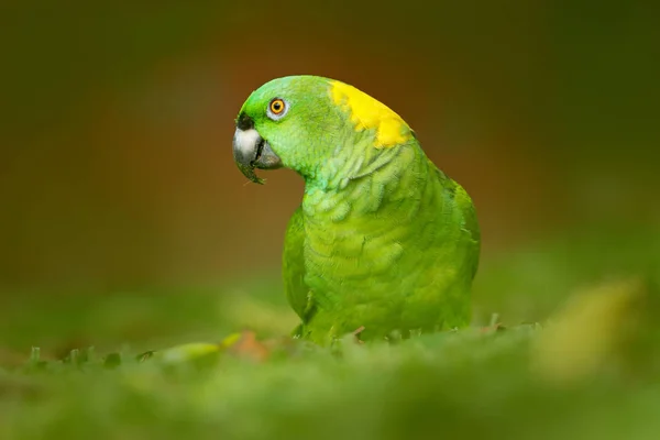 Gelbnapf-Papagei aus tropischer Natur — Stockfoto