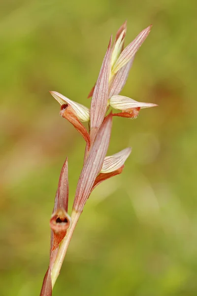 Orchis Serapis bergonii floração — Fotografia de Stock