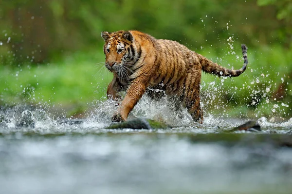 Tigre con agua de río salpicada — Foto de Stock