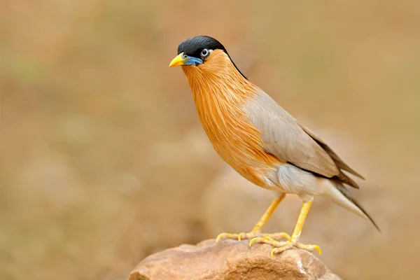 Brahminy myna bird aus indien — Stockfoto
