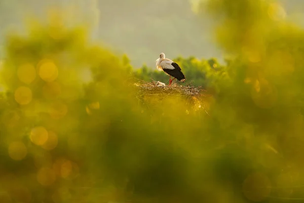 Белый аист в гнезде — стоковое фото