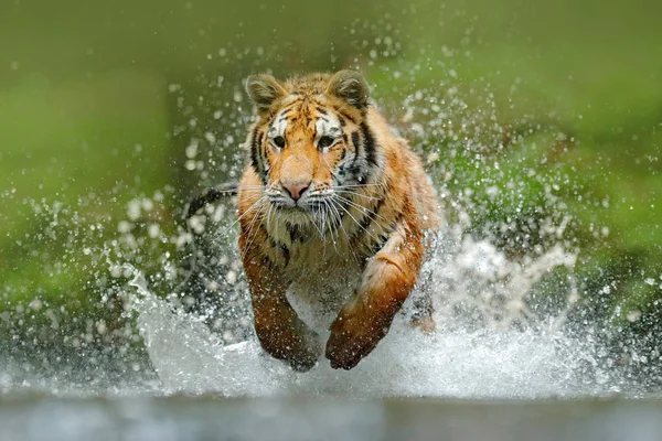 Тигр бежит в воде — стоковое фото