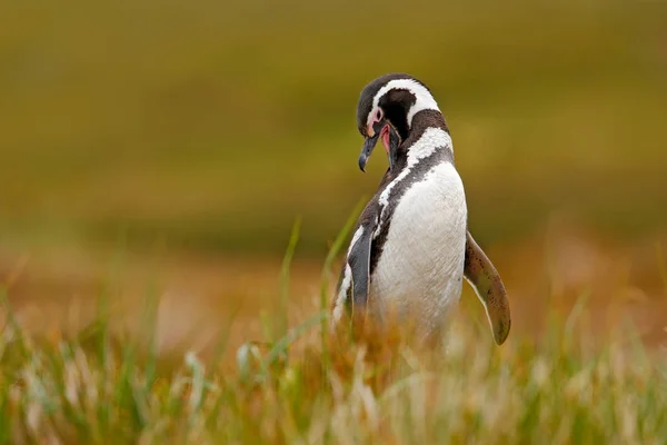 Pingüino de Magallanes en el hábitat natural —  Fotos de Stock