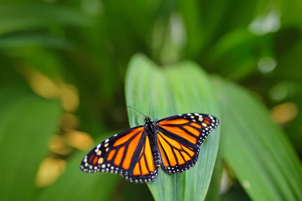 Monarch motýl v přírodní stanoviště — Stock fotografie