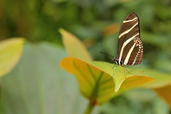 Beau papillon Zèbre Longwing — Photo