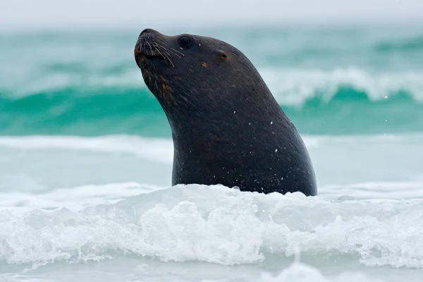 Robbe in den Wellen des Meeres — Stockfoto