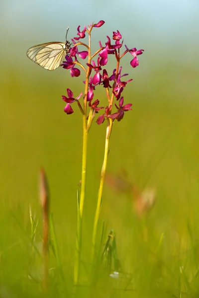 Beyaz kelebek ile Anacamptis laxiflora — Stok fotoğraf