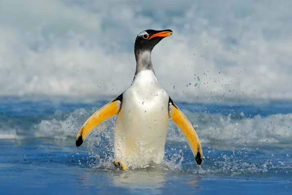 Пингвин Gentoo выпрыгивает из воды — стоковое фото