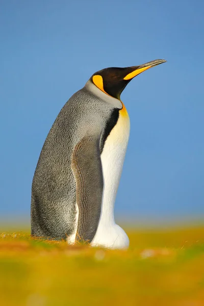 Király pingvin ül a fűben — Stock Fotó