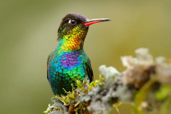 Ognisty throated Hummingbird kolor ptak — Zdjęcie stockowe