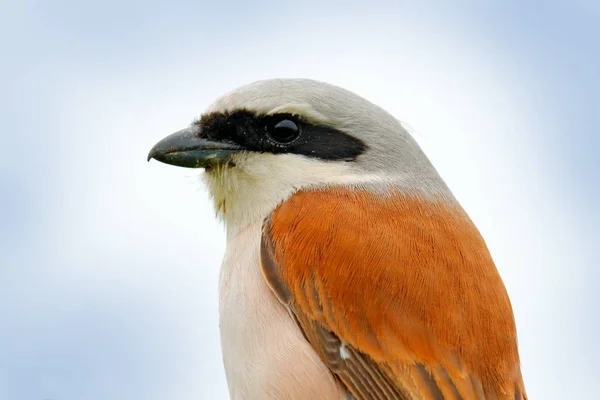 Tövisszúró gébics bird Bulgáriából — Stock Fotó