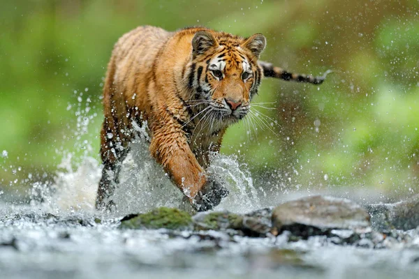 Tigre con agua de río salpicada — Foto de Stock