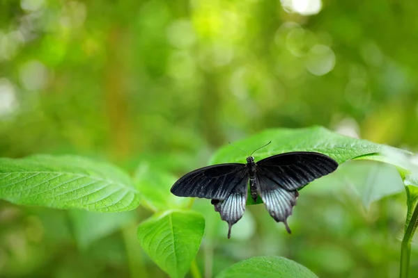 Papilio memnon descansando sobre la rama verde — Foto de Stock