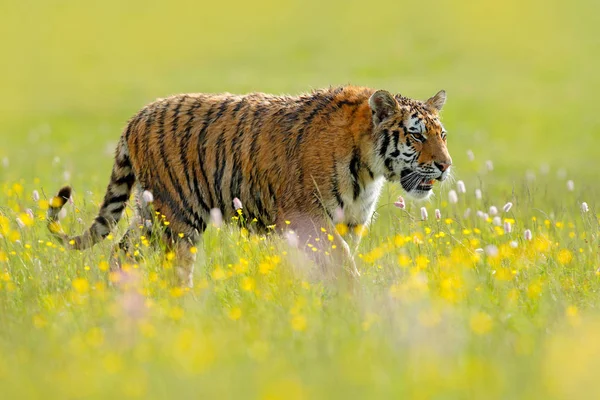 Tigre in fiori rosa e gialli — Foto Stock
