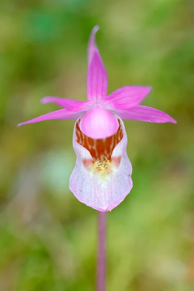 Hermosa orquídea rosa en Finlandia —  Fotos de Stock