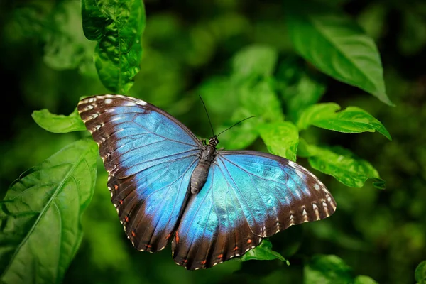 Borboleta azul grande Morpho — Fotografia de Stock