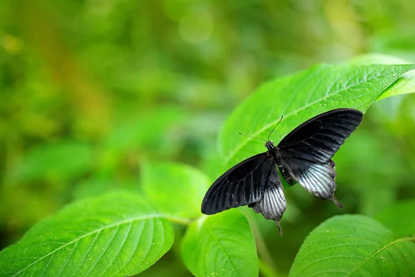 Papilio memnon descansando sobre la rama verde — Foto de Stock