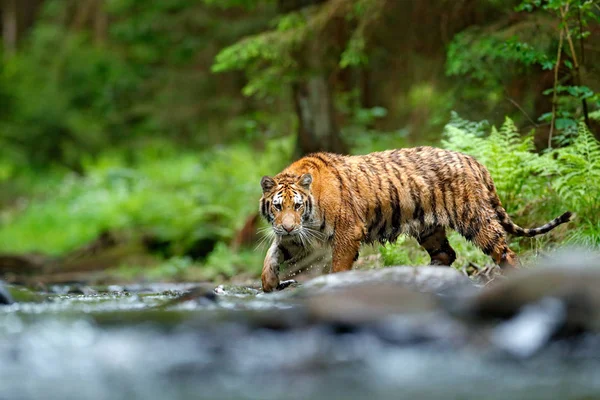 Тигр бежит в воде — стоковое фото