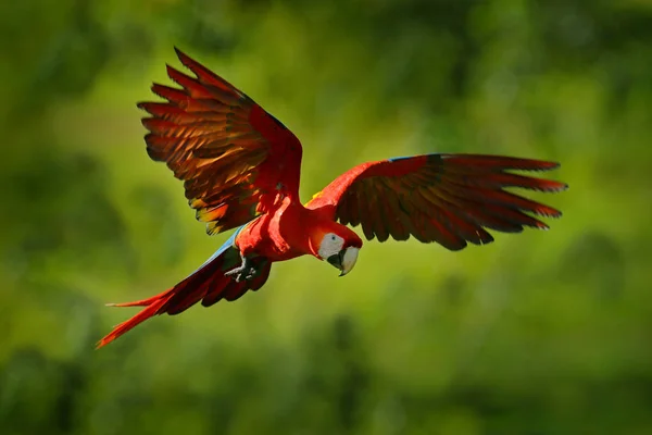 Pappagallo rosso in mosca — Foto Stock