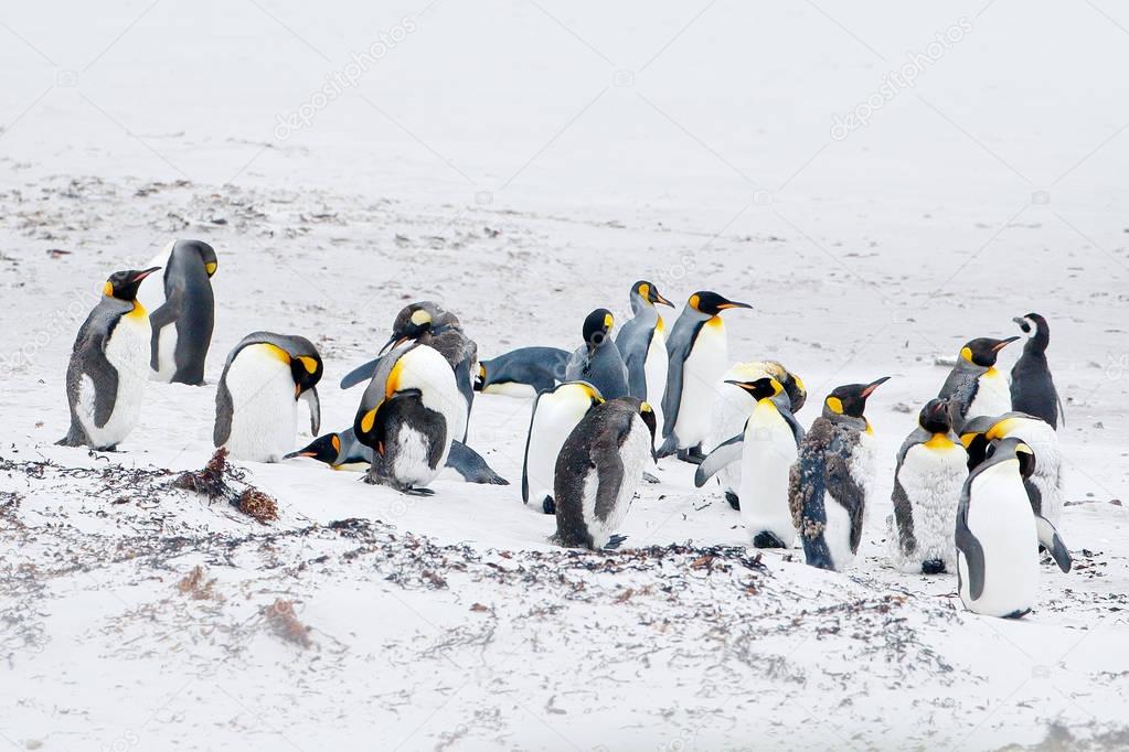 Group of king penguins in the snow