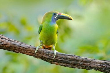 Mavi boğazlı Toucanet doğa ortamlarında