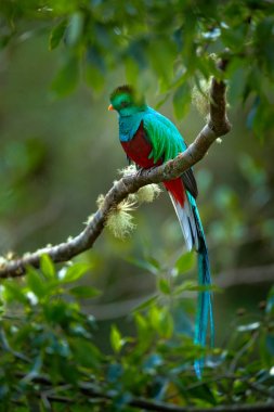 Biresplendent Quetzal muhteşem kutsal kuş 