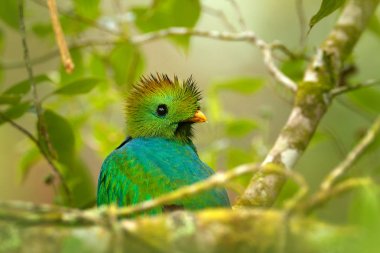 Guatemala üzerinden şaşaalı Quetzal 
