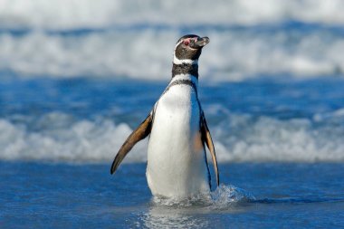 Dalgalar halinde Yüzme penguen