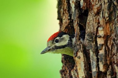 Büyük Benekli Ağaçkakan