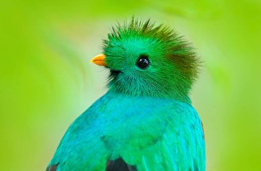 Guatemala üzerinden şaşaalı Quetzal 